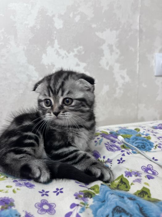 Продам котенка