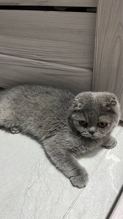 британская кошка