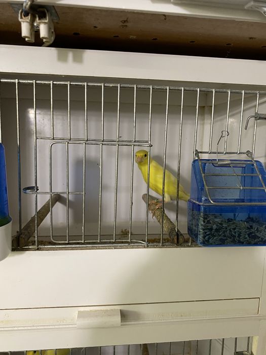 Canari  Malinois de vanzare