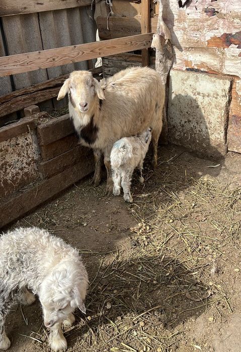 Лақты ешкілер сатылады