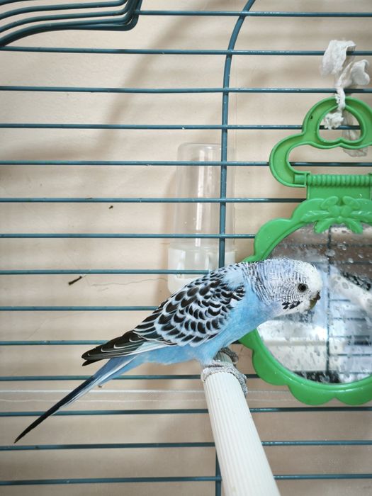 Продам волнистого попугая