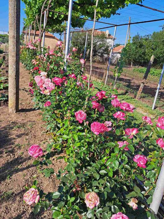 Продава се Парцел в с. Окоп, Област Ямбол - 1250 кв.м за 52 €/кв.м - Снимка #1