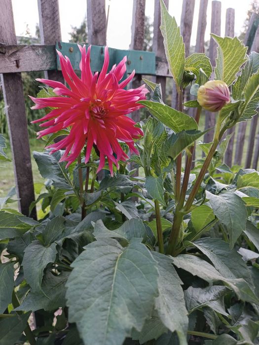 Продам клубни георгин.