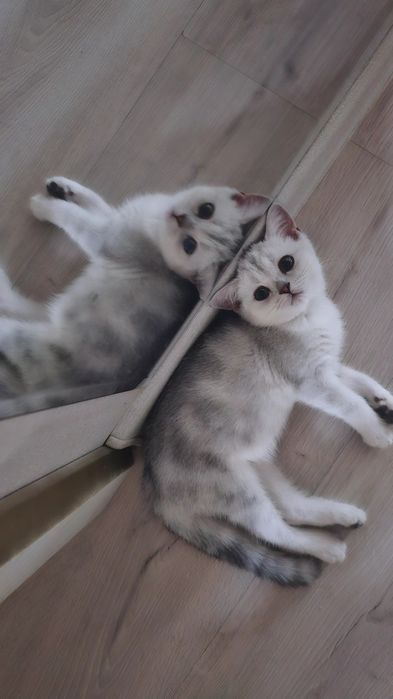 Британская серебристая шиншилла