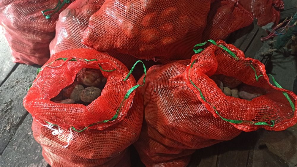 Картофель продам