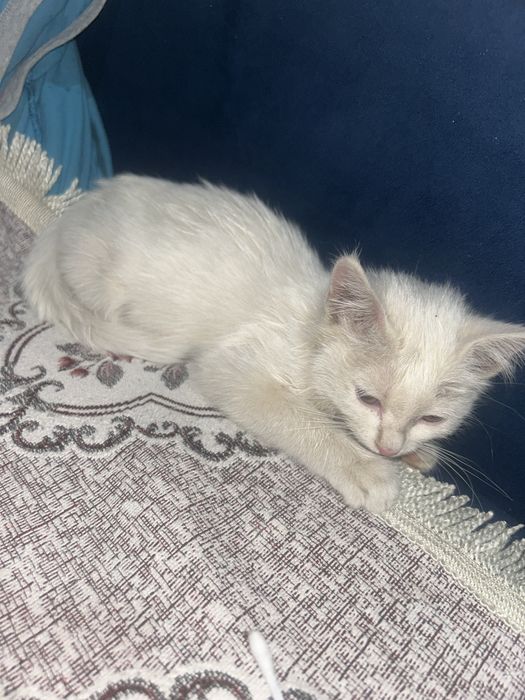 А там даром в добрые руки мальчика кошку