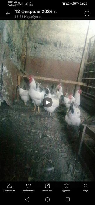 Продам Инкубационный яйцо Адлеров