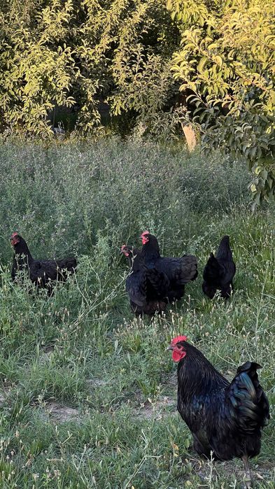 Austrolop (Ruminiya liniya) tovuqlar sotiladi