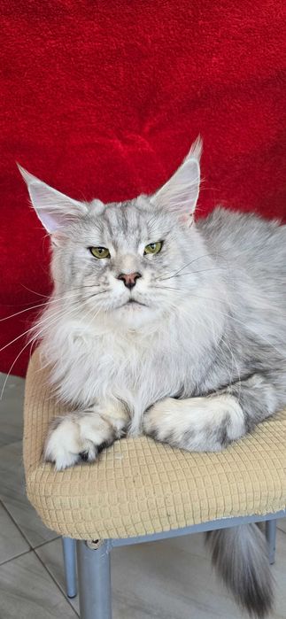 Мейн кун котенца