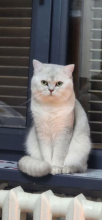 Serbristiy shenshilla vyaskaga