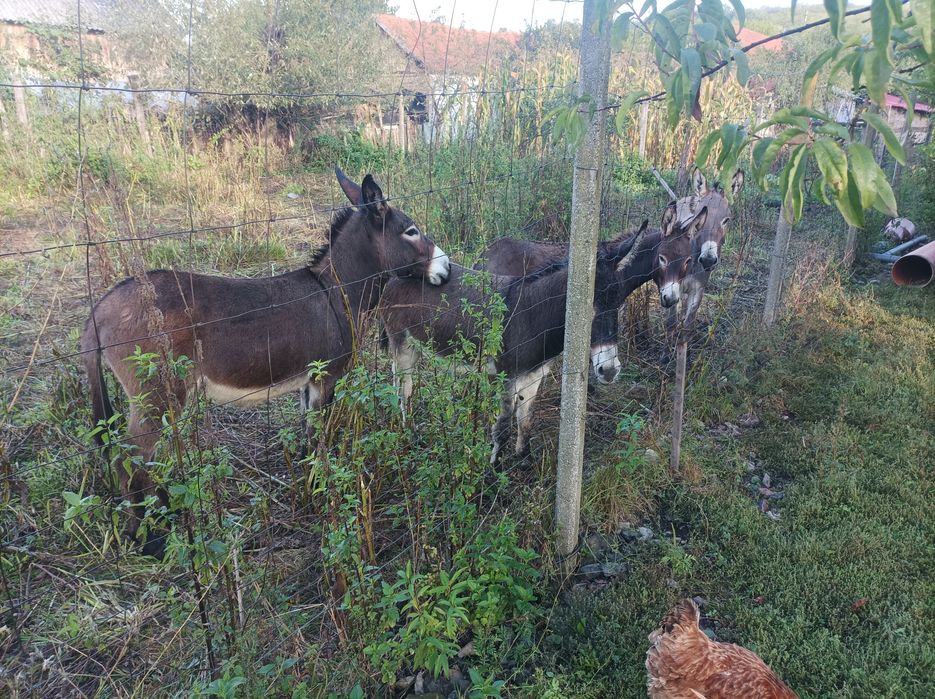 Oferă specială 3 măgărițe de 3 ani