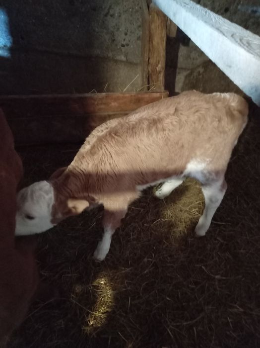 Телёнок. Тёлочка 121