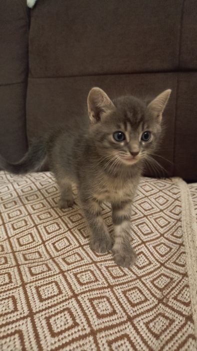 Продам милых котят 1 мес