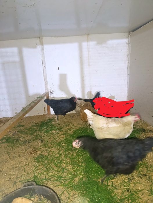 Tovuq sotiladi zoʻr