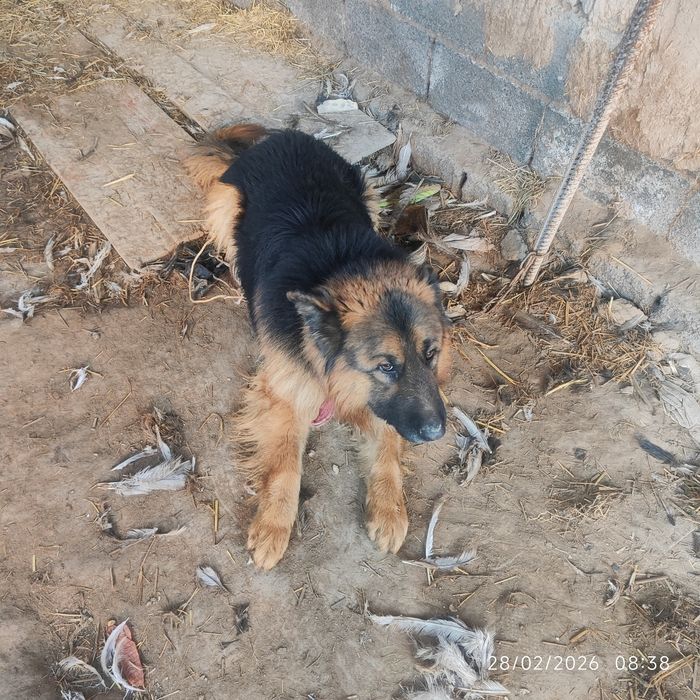 Opcharki it sotiladi