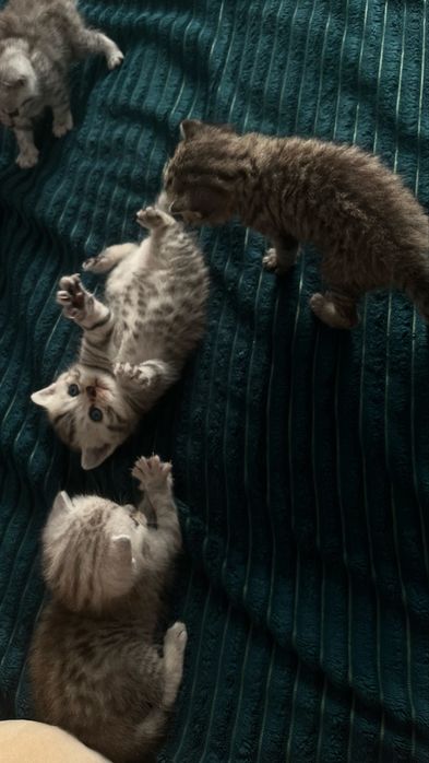 Котята британцы бронь