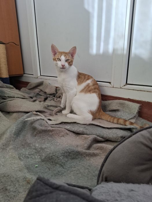 Ron- motanel in cautare de casuta