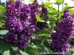 Ассортимент  кошеттер