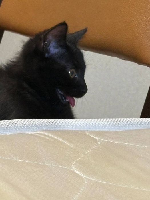отдам котенка в добрые руки