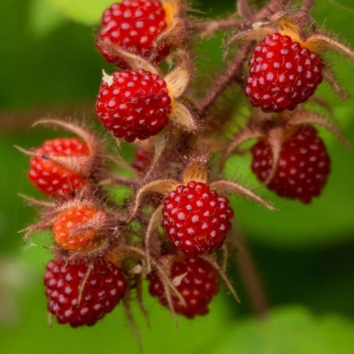 Arbuști Fructiferi  MUR JAPONEZ ROȘU