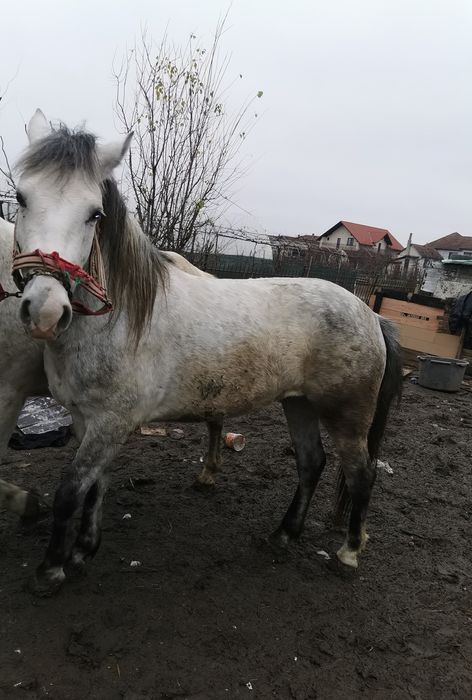 manza de vanzare sau schimb