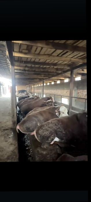 Бычки-Телки с Откорма.