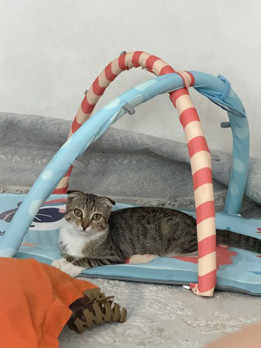 Отдам котенка в добрые руки