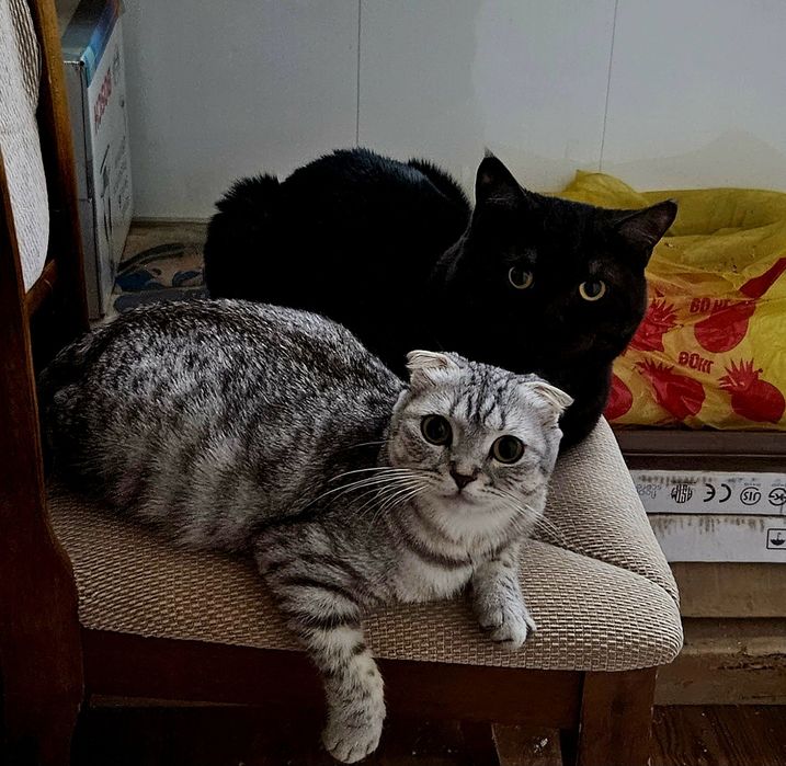 Отдам котят девочек в добрые руки