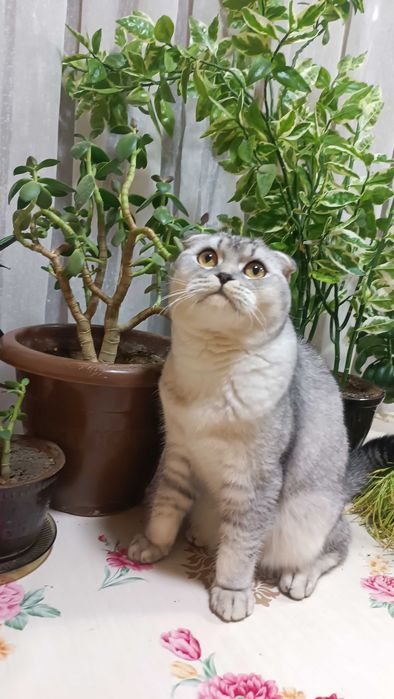 Mushuk sotiladi. Zoti scottish fold, shinshilla.