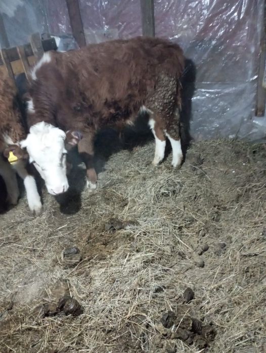 Продам быков годовалые