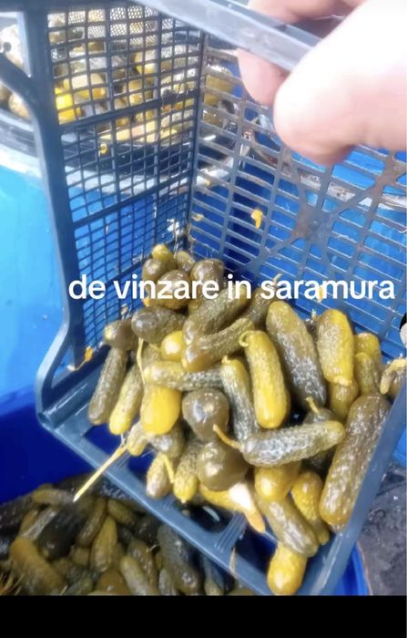 Castraveți murați in saramură