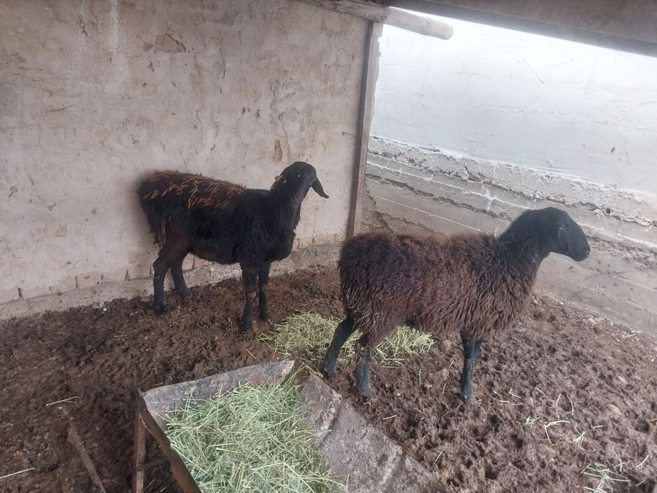 Қойлар сатылым да