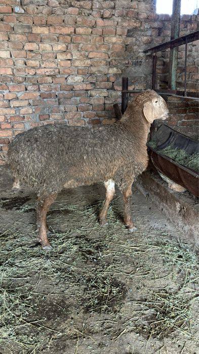 Арашан козы кошкар сатылады