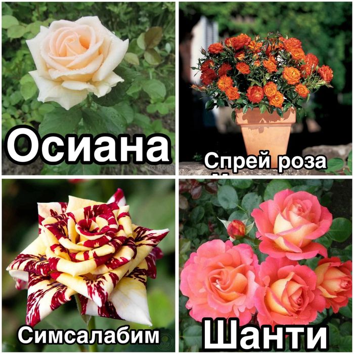 Роза, Виноград Саженцы