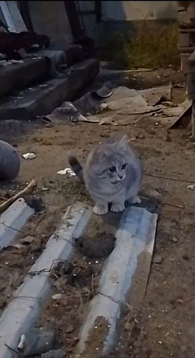 Кошечка в добрые руки