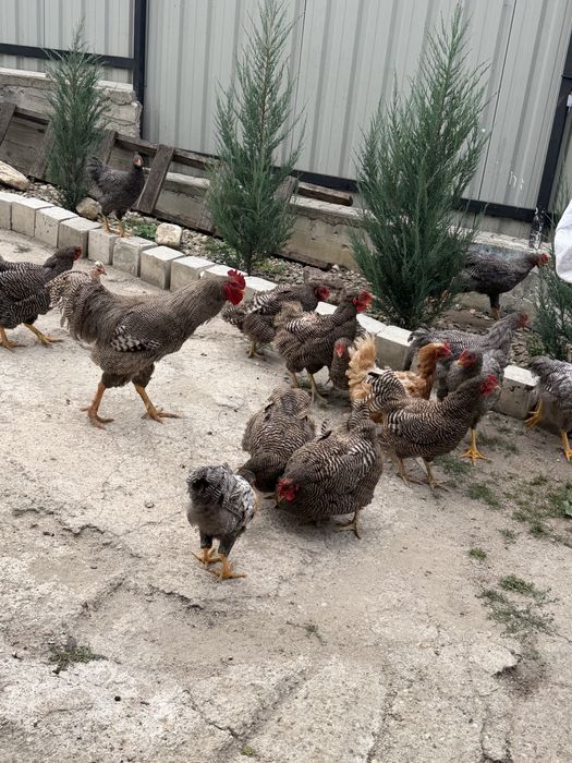 Găini si Pui de vanzare