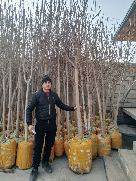 Dekorativ ko'chatlar mavjud