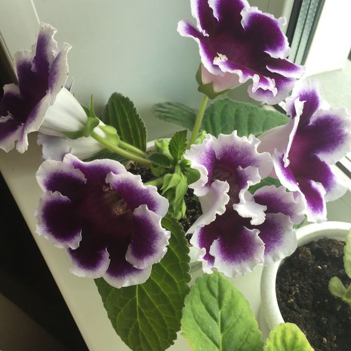 Продам глоксинии