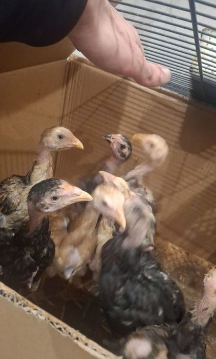 Продам цыплят вывод 26 января