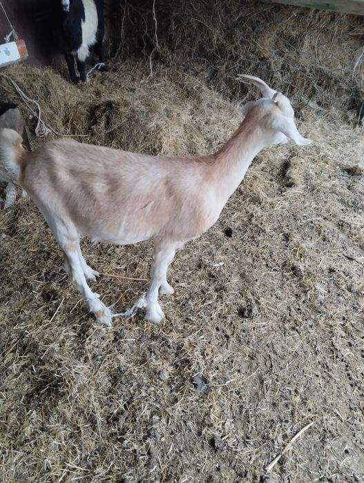 Занен шыбыш сатамын