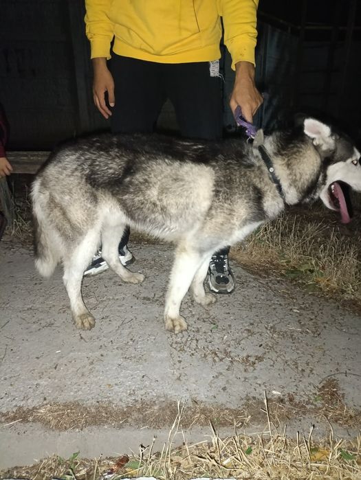 Сибирский хаски „ВЯЗКА"