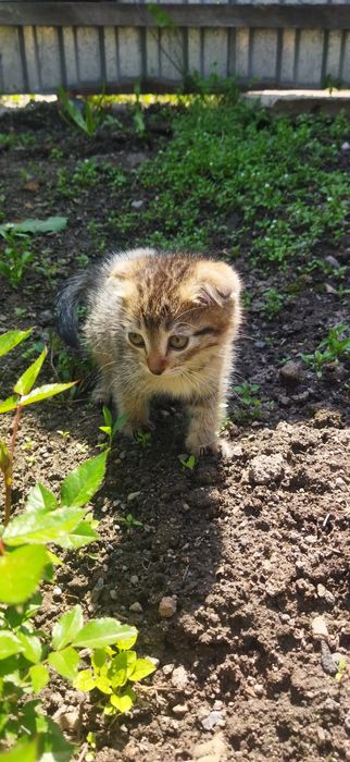 Котята вислоухие