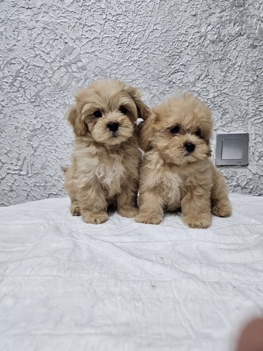 Красивые малыши мальтипу Ф1,