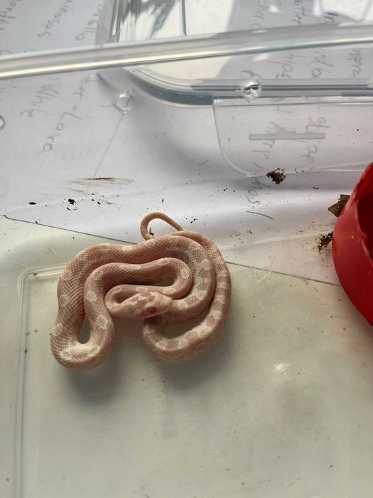 Corn snake pui si o femela de un an