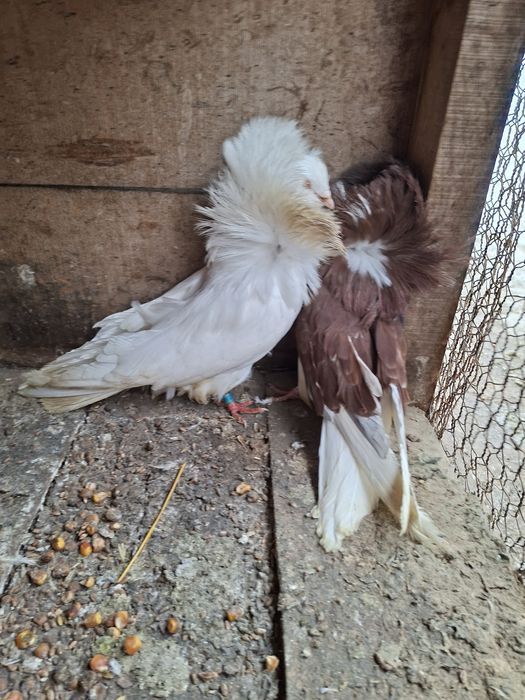 Vând pereche maria stuart