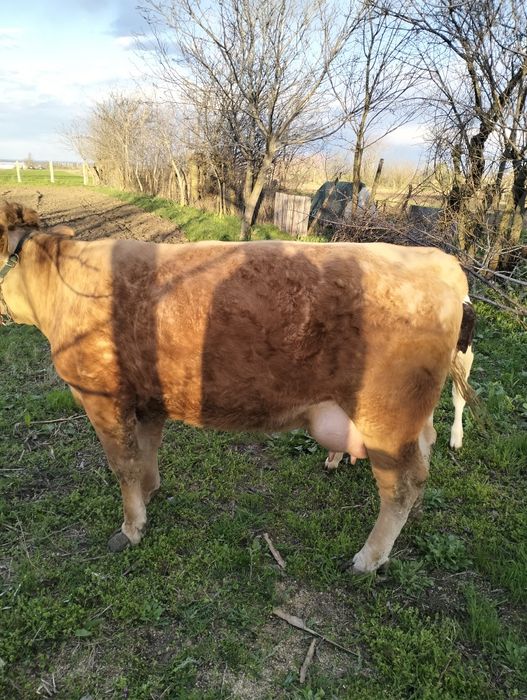 Vând  junca de 2 ani cu tot cu vitica