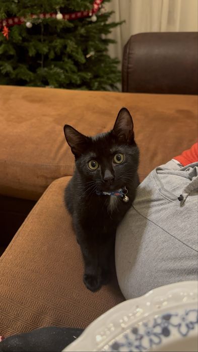 Mitzi isi caută un nou stăpân