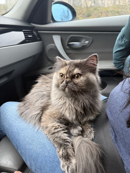 Британски късокосмести котета