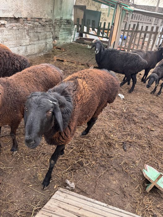 Продам барашков