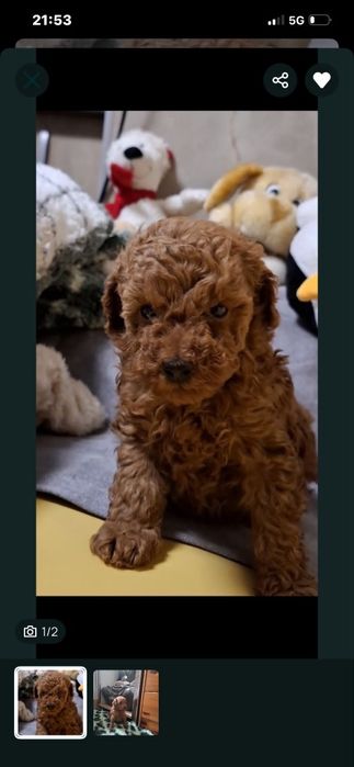 Pudel toy roscat cu pedigree fci